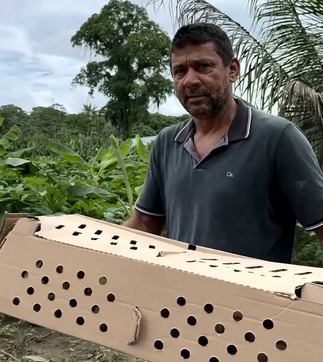 Camacã: Prefeitura distribui cerca de 1.300 pintainhos para produtores do Programa Criação de Galinha Caipira